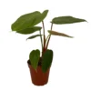 Rare Fuzzy Petiole Philodendron - 4" Pot Collector’s Indoor Plant