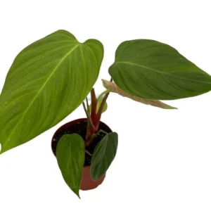 Rare Fuzzy Petiole Philodendron - 4