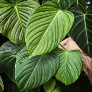 Rare Fuzzy Petiole Philodendron - 4