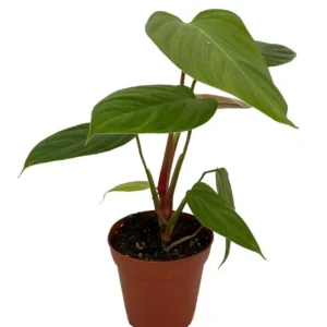 Rare Fuzzy Petiole Philodendron - 4