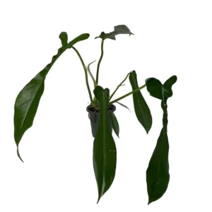 Rare Joepii Philodendron Plant - 4 Inch Pot, Collector’s Houseplant
