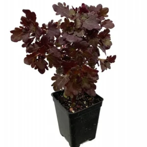 Rare Mini Red Leaf Coleus Tree – Vibrant Indoor Houseplant in 2.5 Inch Pot