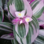Rare Nanouk Pink Tradescantia - Houseplant, 2" Pot, Vibrant Foliage, Easy Care