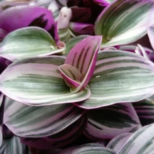Rare Nanouk Pink Tradescantia - Houseplant, 2
