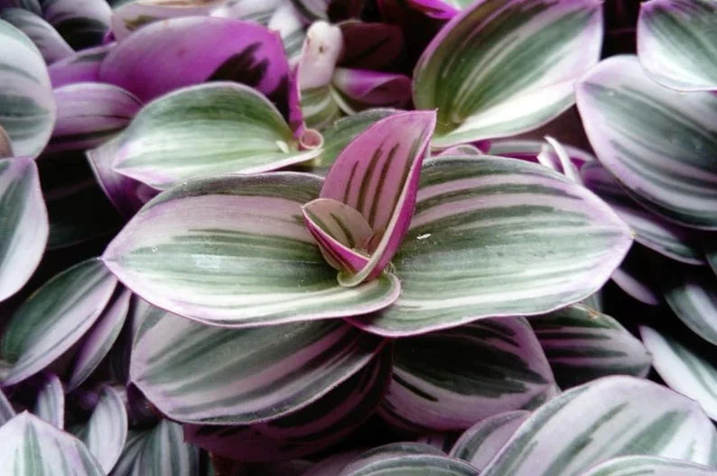 Rare Nanouk Pink Tradescantia - Houseplant, 2" Pot, Vibrant Foliage, Easy Care