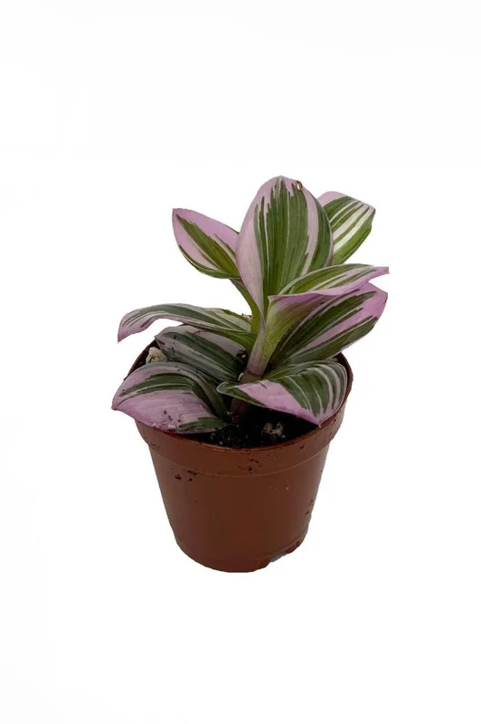 Rare Nanouk Pink Tradescantia - Houseplant, 2" Pot, Vibrant Foliage, Easy Care