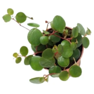 Rare Pepperspot Peperomia Houseplant - 2.5