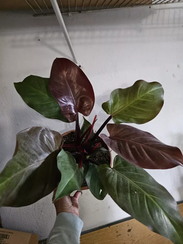 Rare Philodendron Autumn Live Plant - 15-18" Tall in 8" Pot - Hybrid Variety