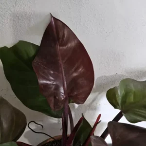 Rare Philodendron Autumn Live Plant - 15-18