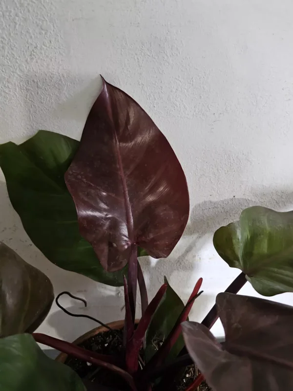Rare Philodendron Autumn Live Plant - 15-18" Tall in 8" Pot - Hybrid Variety