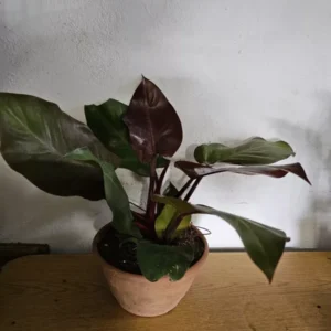 Rare Philodendron Autumn Live Plant - 15-18