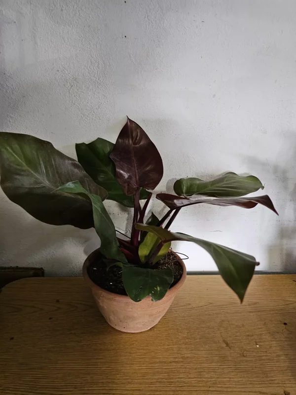 Rare Philodendron Autumn Live Plant - 15-18" Tall in 8" Pot - Hybrid Variety