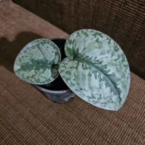 Rare Scindapsus Pictus Exotica 4