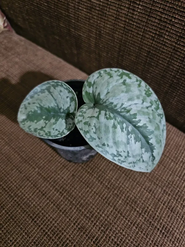 Rare Scindapsus Pictus Exotica 4" Pot Silver Satin Live Plant