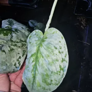 Rare Scindapsus Pictus Exotica 4