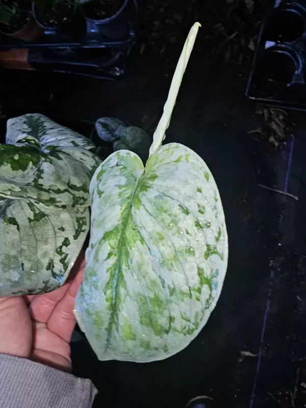 Rare Scindapsus Pictus Exotica 4" Pot Silver Satin Live Plant