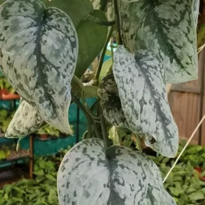 Rare Scindapsus Pictus Exotica 4