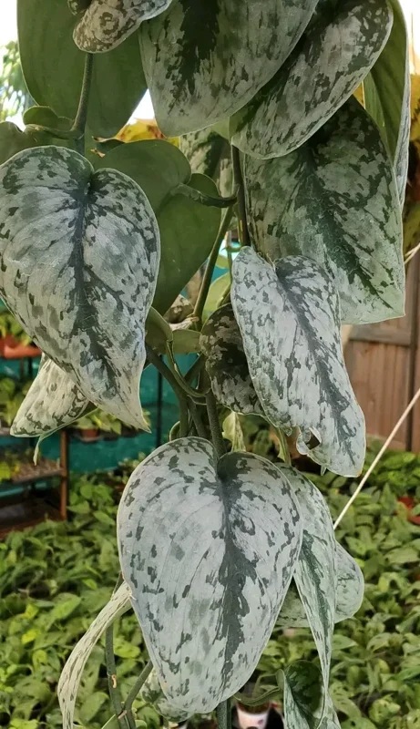 Rare Scindapsus Pictus Exotica 4" Pot Silver Satin Live Plant