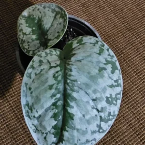 Rare Scindapsus Pictus Exotica 4