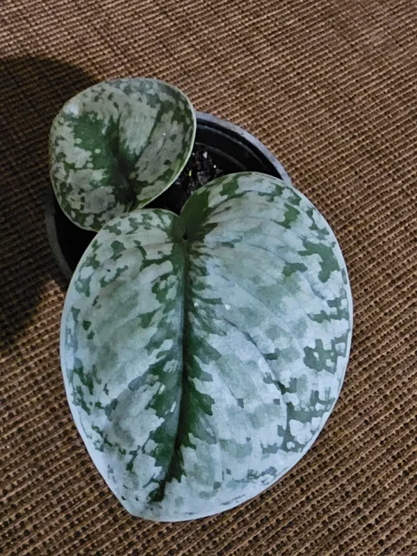 Rare Scindapsus Pictus Exotica 4" Pot Silver Satin Live Plant