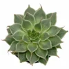 Rare Silver Star Succulent - Graptoveria Hybrid Plant in 2" Pot