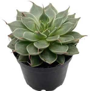 Rare Silver Star Succulent - Graptoveria Hybrid Plant in 2