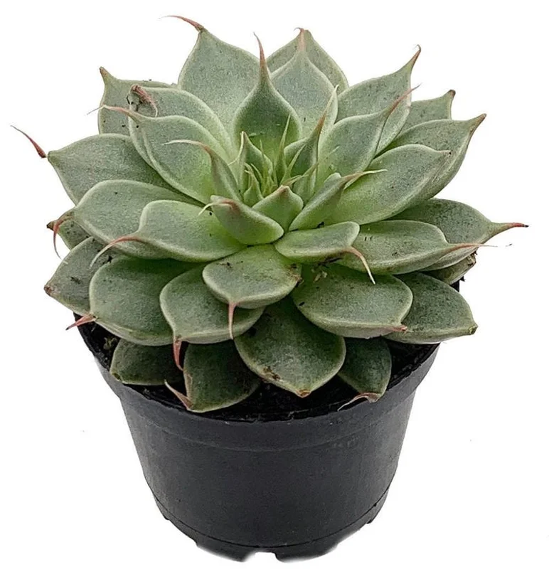 Rare Silver Star Succulent - Graptoveria Hybrid Plant in 2" Pot