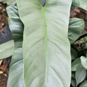 Rare Silver Sword Philodendron Hastatum - 4-inch Potted Plant, Silver-Green Leaves