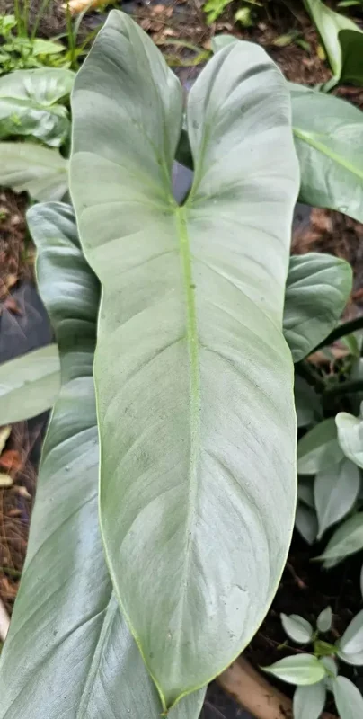Rare Silver Sword Philodendron Hastatum - 4-inch Potted Plant, Silver-Green Leaves