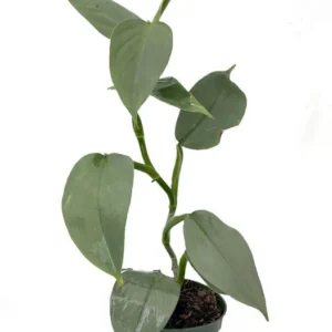 Rare Silver Sword Philodendron Hastatum Live Plant – 4