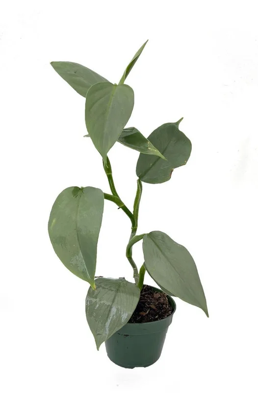Rare Silver Sword Philodendron Hastatum Live Plant – 4" Pot – Exotic Indoor Vine