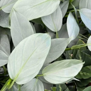Rare Silver Sword Philodendron Hastatum Live Plant – 4