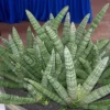 Rare Starfish Snake Plant - Sansevieria Boncellensis - 2" Pot - Unique Succulent for Indoor Use