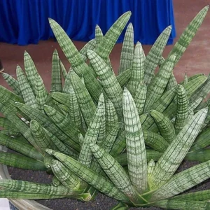 Rare Starfish Snake Plant - Sansevieria Boncellensis - 2