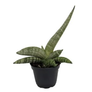 Rare Starfish Snake Plant - Sansevieria Boncellensis - 2