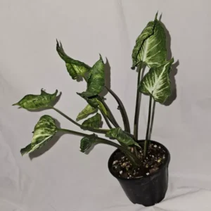 Rare Syngonium Godzilla Live Plant - 4” Pot - Unique Variegated Foliage
