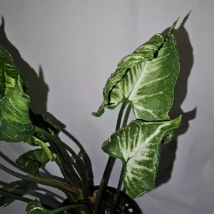 Rare Syngonium Godzilla Live Plant - 4” Pot - Unique Variegated Foliage