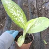 Rare Tricolor Dieffenbachia - Dumb Cane Houseplant 7" - 4" Pot
