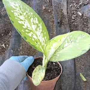 Rare Tricolor Dieffenbachia - Dumb Cane Houseplant 7" - 4" Pot