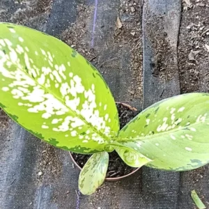 Rare Tricolor Dieffenbachia - Dumb Cane Houseplant 7" - 4" Pot