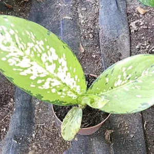 Rare Tricolor Dieffenbachia - Dumb Cane Houseplant 7
