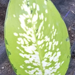 Rare Tricolor Dieffenbachia - Dumb Cane Houseplant 7
