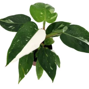 Rare White Princess Philodendron - Collector's Indoor Plant - 4