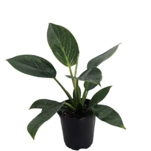 Rare White Veined Birkin Philodendron - 4