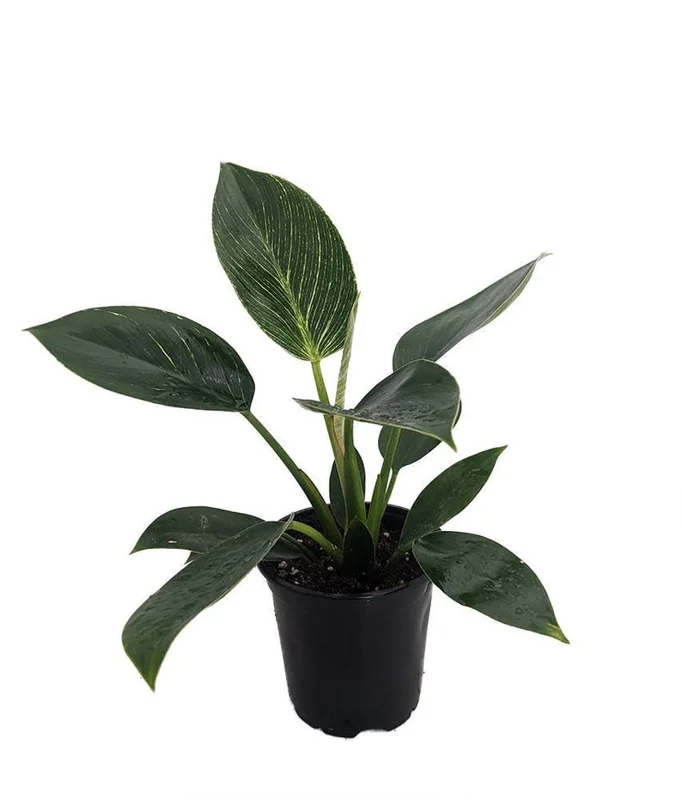 Rare White Veined Birkin Philodendron - 4" Pot Indoor Plant, Collector’s Series
