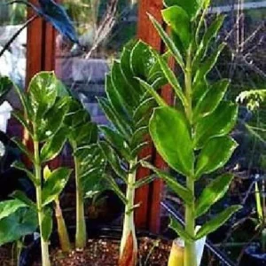 Rare ZZ Plant - Hardy Indoor Houseplant - Zamioculcas Zamiifolia in 6