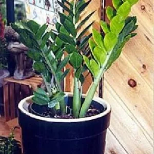 Rare ZZ Plant - Hardy Indoor Houseplant - Zamioculcas Zamiifolia in 6