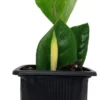 Rare ZZ Plant - Zamioculcas zamiifolia in 3" Pot – Low Maintenance Indoor Plant