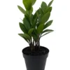 Rare ZZ Plant - Zamioculcas zamiifolia in 4" Pot - Air-Purifying Houseplant