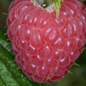 Raspberry Nantahala Live Plant - Red Raspberry Bush - Sweet Fruit Tree - 4-8 Inch Tall